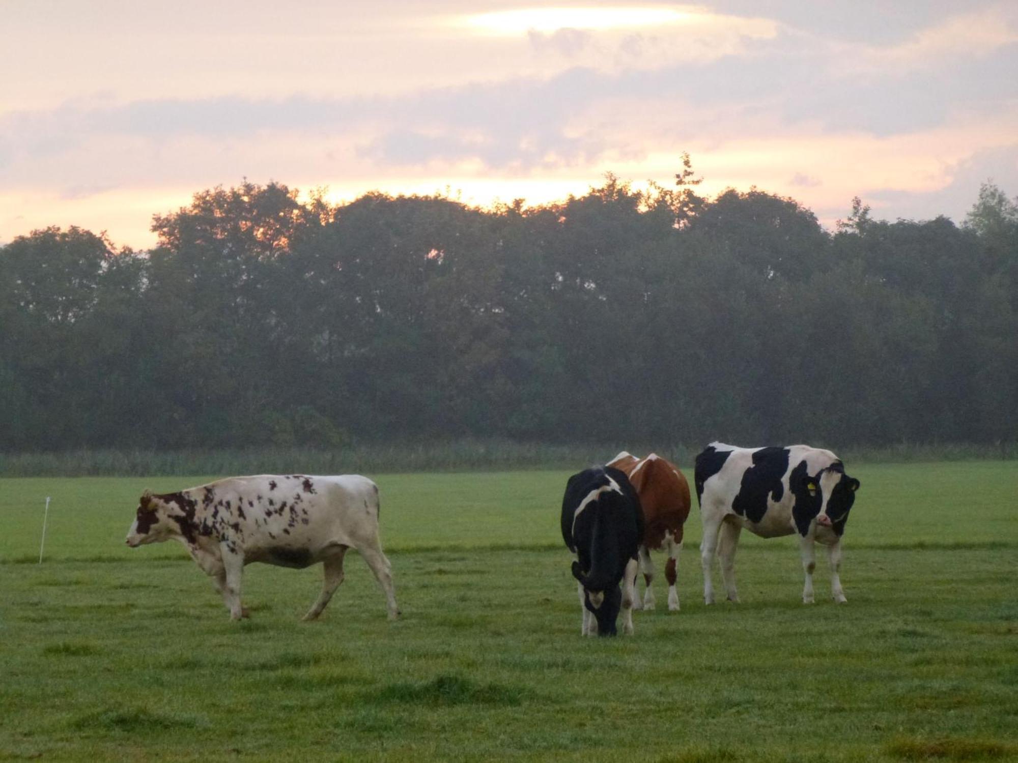Het Kievit's Nest